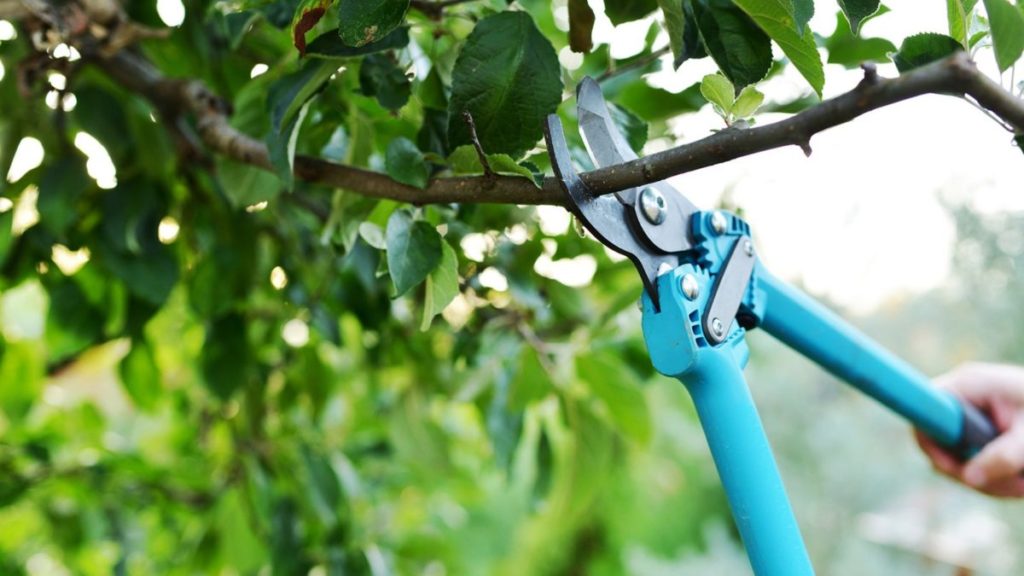 Comment tailler correctement les arbres fruitiers : instructions détaillées