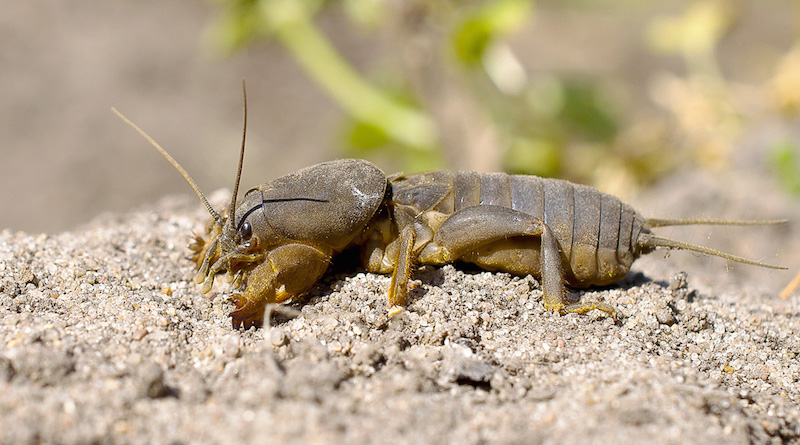 Lutte contre les courtilières : Comment se débarrasser de cet insecte géant dans votre jardin