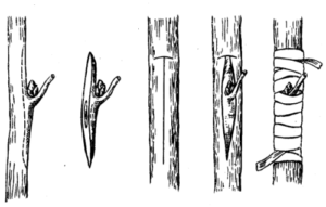 Méthodes de greffage des arbres fruitiers au printemps : choisir la méthode optimale