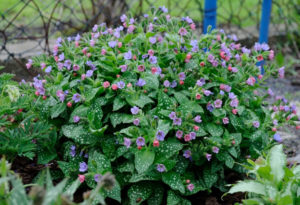 Plantes d'ombre pour le jardin : vivaces et peu exigeantes