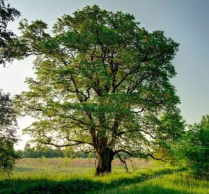 Plantes d'ombre pour le jardin : vivaces et peu exigeantes