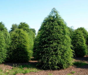 Plantes d'ombre pour le jardin : vivaces et peu exigeantes