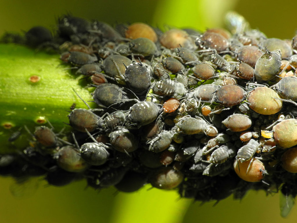 Comment se débarrasser des pucerons au jardin : méthodes de lutte efficaces