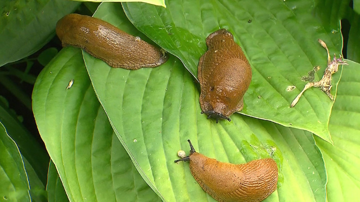 Lutte contre les limaces au jardin : comment se débarrasser de ces ravageurs voraces