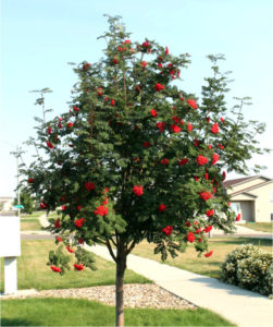 Plantes d'ombre pour le jardin : vivaces et peu exigeantes