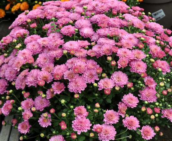 Belles plantes vivaces pour le jardin : les meilleures pour votre terrain