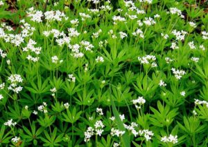 Plantes d'ombre pour le jardin : vivaces et peu exigeantes