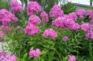 Belles plantes vivaces pour le jardin : les meilleures pour votre terrain