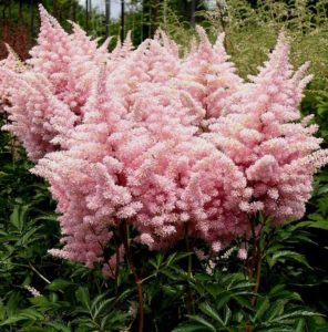 Plantes d'ombre pour le jardin : vivaces et peu exigeantes