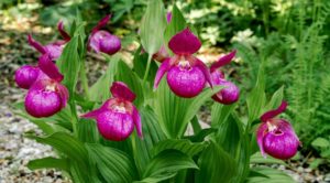 Plantes d'ombre pour le jardin : vivaces et peu exigeantes