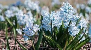 Belles plantes vivaces pour le jardin : les meilleures pour votre terrain