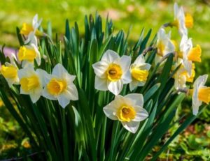 Belles plantes vivaces pour le jardin : les meilleures pour votre terrain