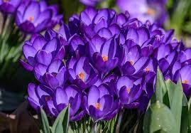 Belles plantes vivaces pour le jardin : les meilleures pour votre terrain