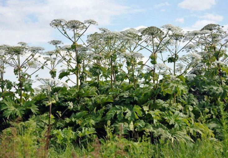Combattre la berce du Caucase au jardin : comment se débarrasser de la mauvaise herbe la plus dangereuse