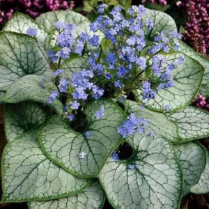 Belles plantes vivaces pour le jardin : les meilleures pour votre terrain