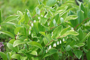 Belles plantes vivaces pour le jardin : les meilleures pour votre terrain