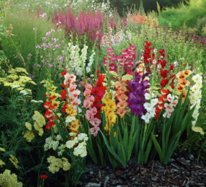 Belles plantes vivaces pour le jardin : les meilleures pour votre terrain