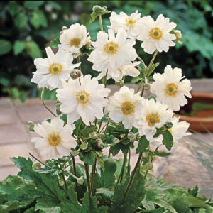 Plantes d'ombre pour le jardin : vivaces et peu exigeantes