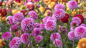 Belles plantes vivaces pour le jardin : les meilleures pour votre terrain