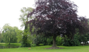 Plantes d'ombre pour le jardin : vivaces et peu exigeantes