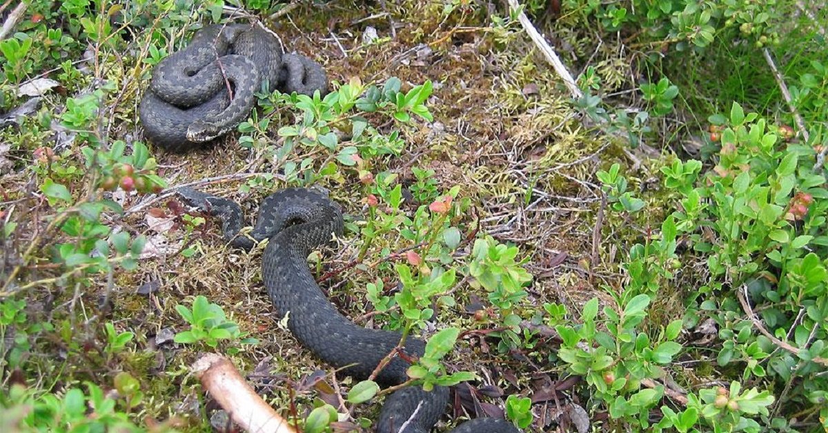 Comment se débarrasser des serpents dans son jardin : lutter contre les insectes nuisibles dans son jardin