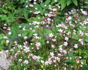 Plantes d'ombre pour le jardin : vivaces et peu exigeantes