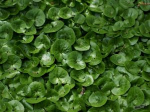 Plantes d'ombre pour le jardin : vivaces et peu exigeantes