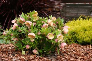 Plantes d'ombre pour le jardin : vivaces et peu exigeantes