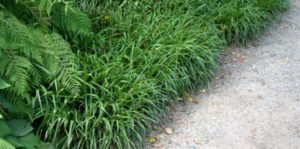 Plantes d'ombre pour le jardin : vivaces et peu exigeantes