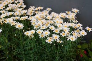 Belles plantes vivaces pour le jardin : les meilleures pour votre terrain