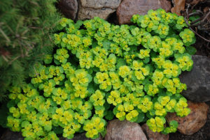 Plantes d'ombre pour le jardin : vivaces et peu exigeantes