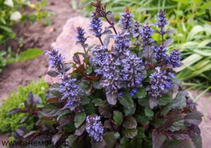 Plantes d'ombre pour le jardin : vivaces et peu exigeantes