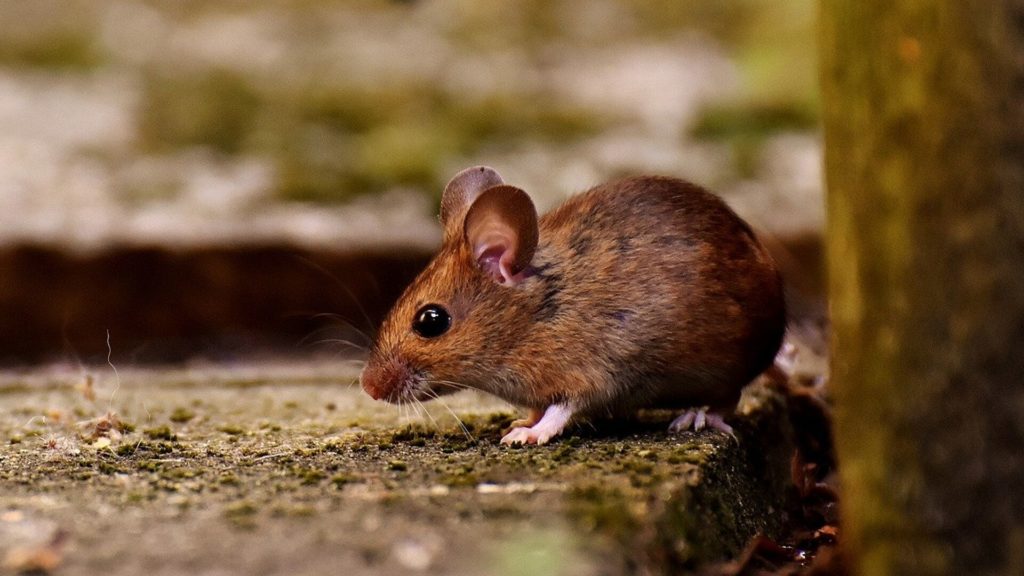 Comment se débarrasser des souris dans son jardin : lutter contre ces petits rongeurs