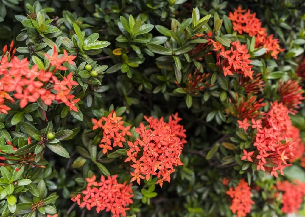 Que planter dans un petit jardin