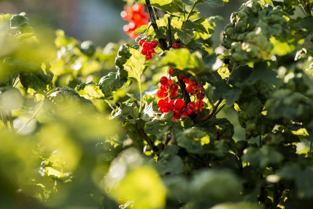 Que peut-on planter sur ce site ?