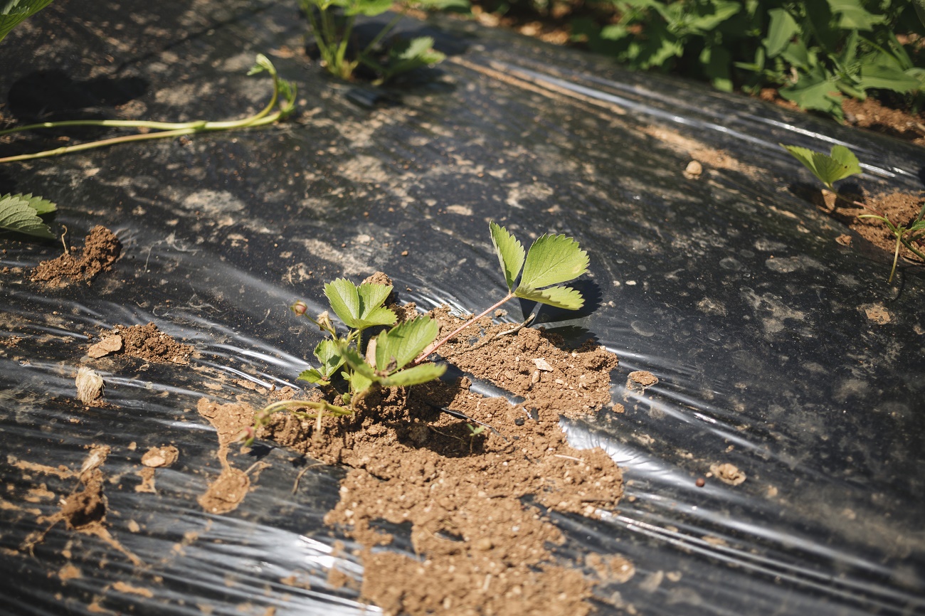 Géotextiles pour la lutte contre les adventices : comment choisir le bon et l’utiliser plus efficacement