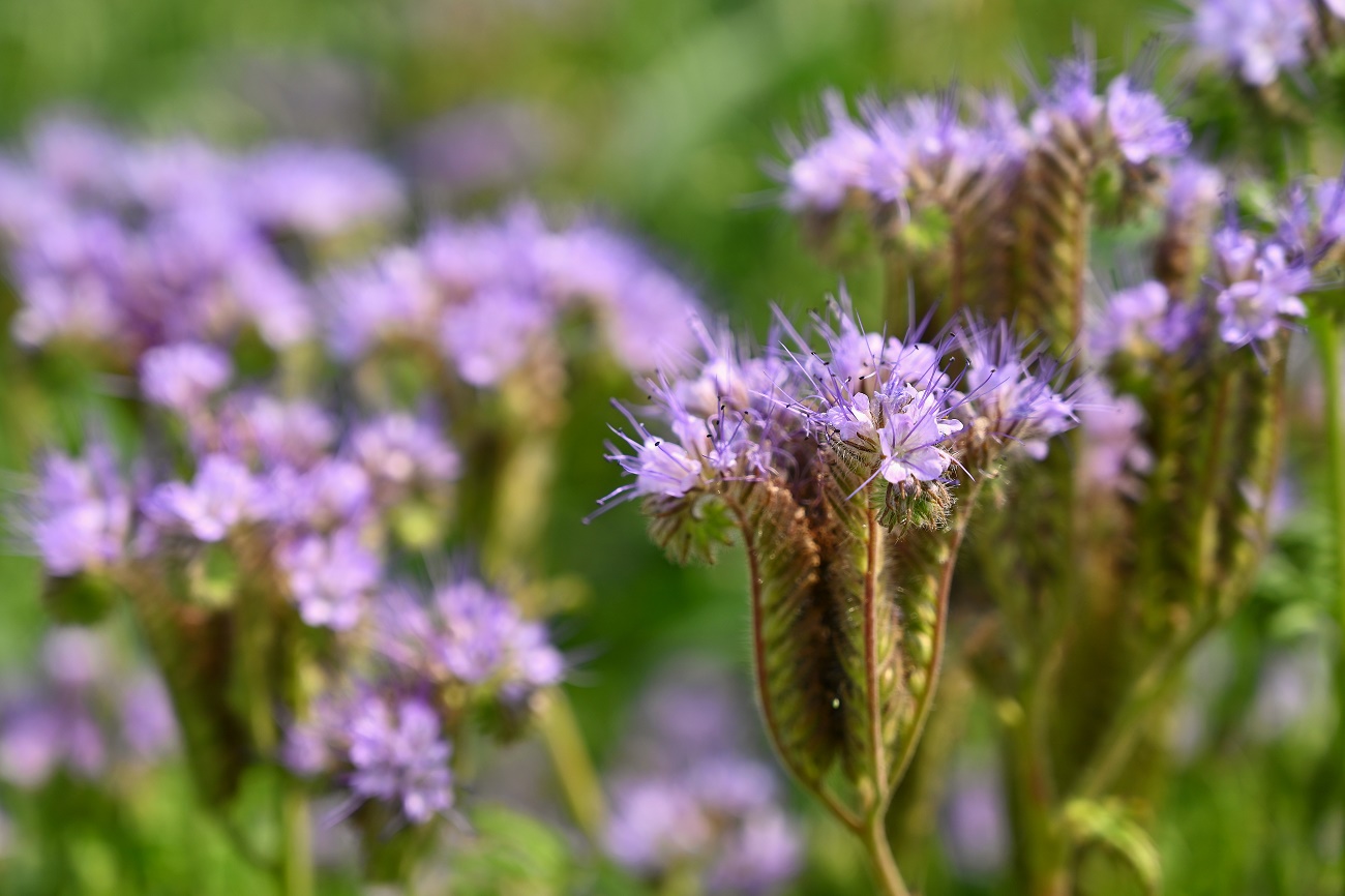 Comment désacidifier le sol de votre jardin : 5 méthodes parmi les plus efficaces