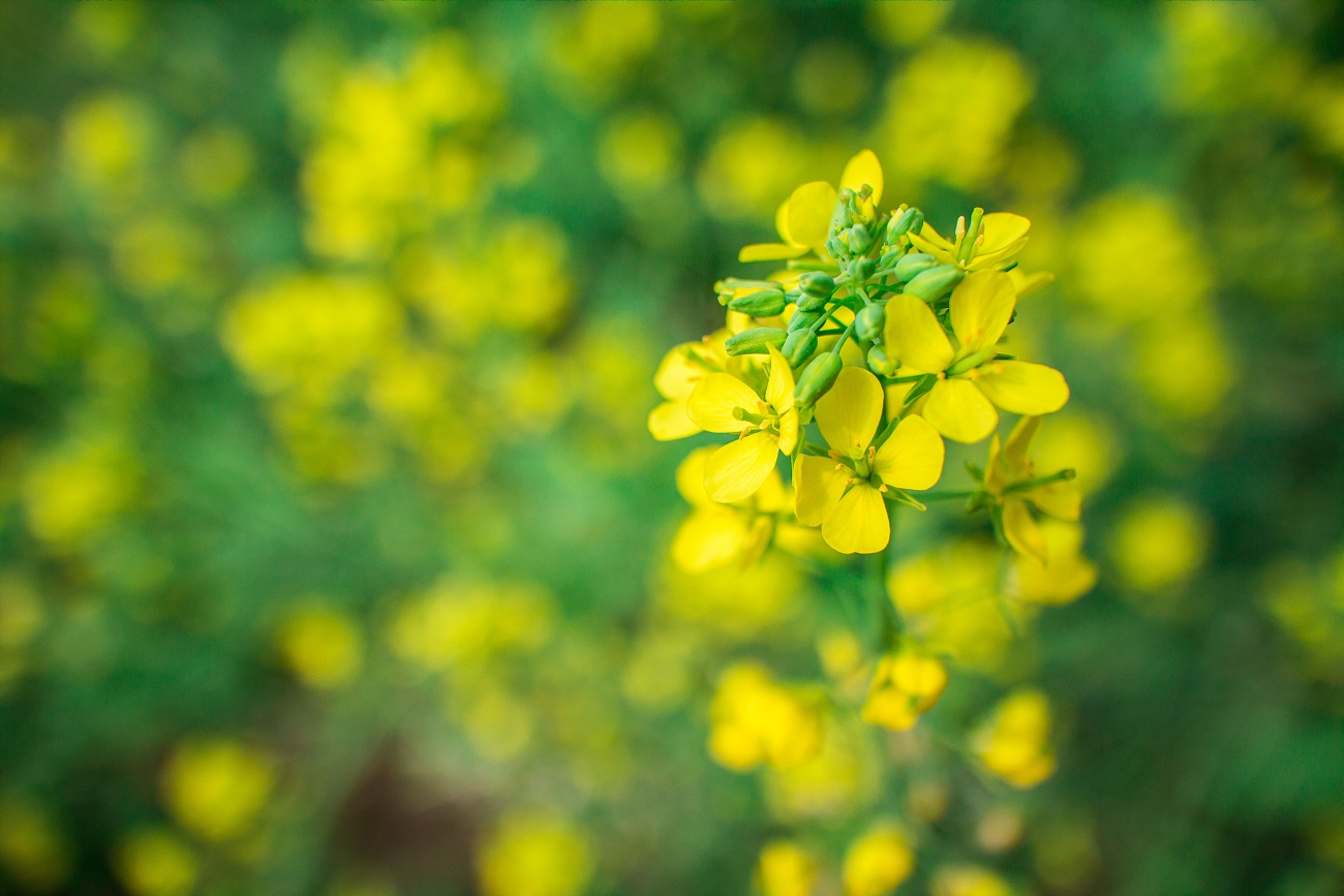 Comment semer un terrain pour le garder sans mauvaises herbes