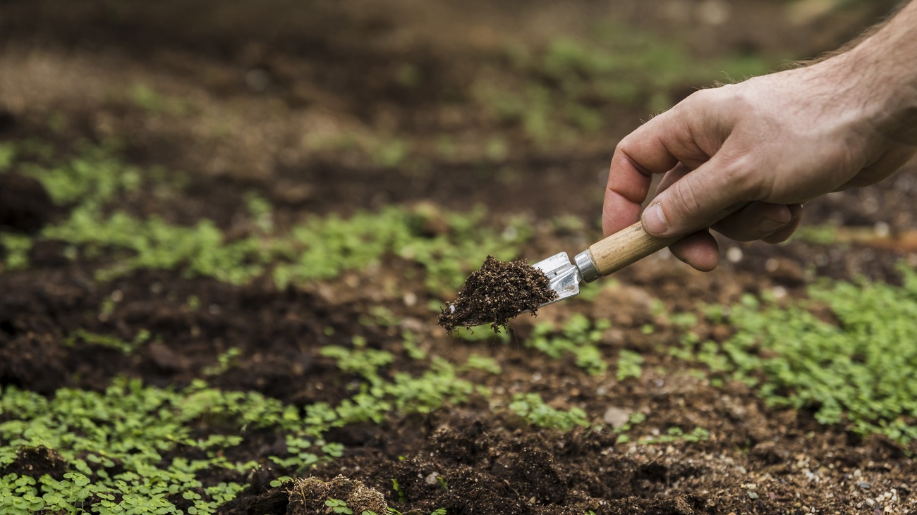 Comment désacidifier le sol de votre jardin : 5 méthodes parmi les plus efficaces