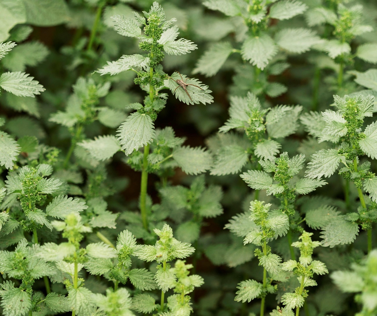 Como se livrar das urtigas no seu jardim