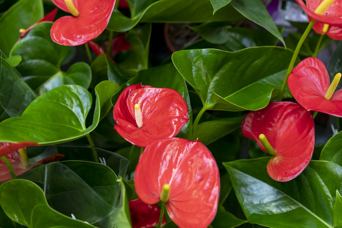 Quelles fleurs dois-je planter au printemps pour qu'elles fleurissent tout l'été jusqu'à l'automne ?