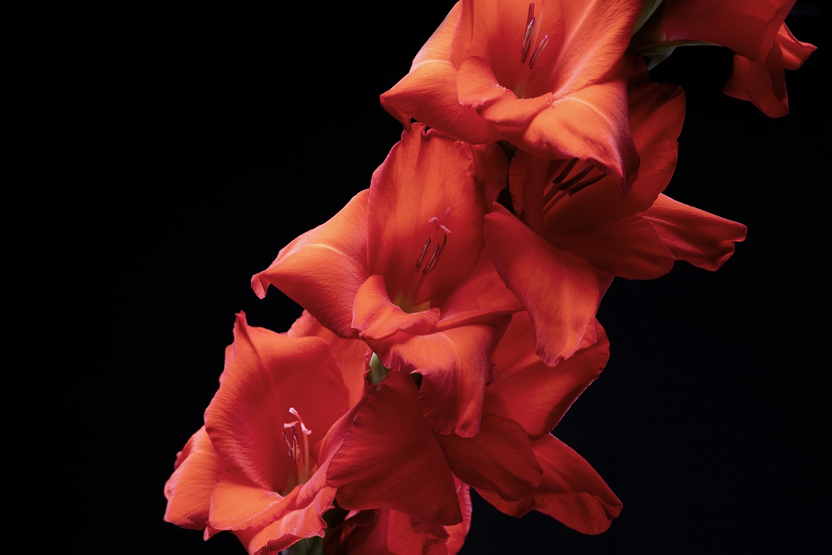 Quelles fleurs dois-je planter au printemps pour qu'elles fleurissent tout l'été jusqu'à l'automne ?