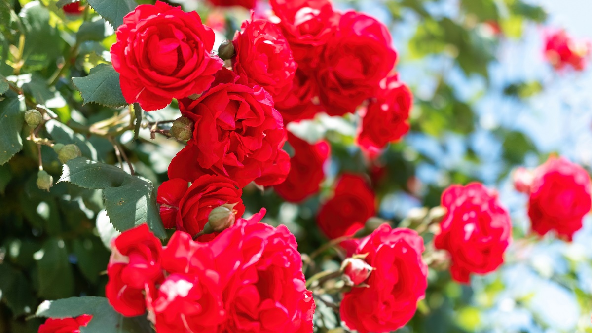 Quelles fleurs dois-je planter au printemps pour qu'elles fleurissent tout l'été jusqu'à l'automne ?