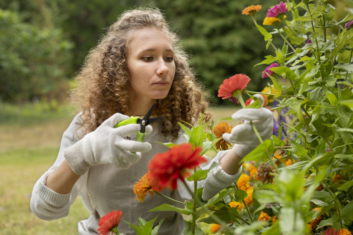 Quelles fleurs fleurissent en automne : choisir les meilleures espèces pour votre jardin
