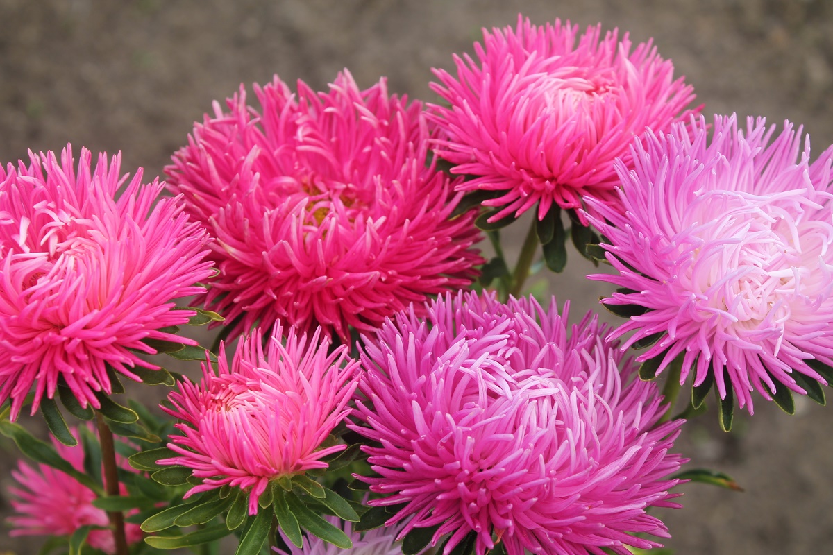 Quelles fleurs planter en automne pour vous apporter de la joie l'année prochaine ?