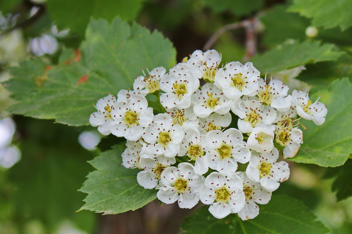 Arbustes à fleurs pour le jardin : choisir les plus beaux