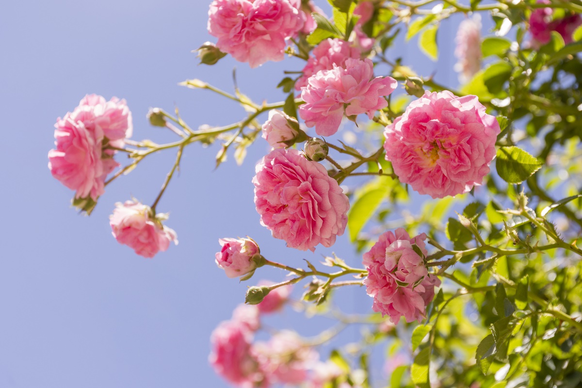 Idées de parterres de fleurs pour votre datcha : de magnifiques massifs de fleurs à faire soi-même