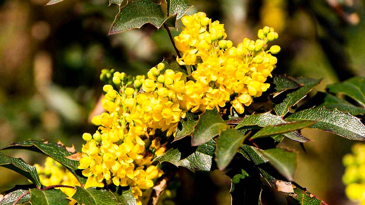 Arbustes à fleurs pour le jardin : choisir les plus beaux